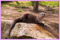 10 Terrifying And Deadly Predators You've Never Heard Of