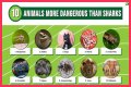 15 Animals Surprisingly More Deadly Than Sharks