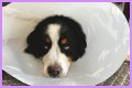 How Much Does It Cost to Neuter a Dog?