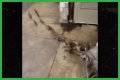 Rats Run Out From Under Homeless Person's Blanket on NYC Subway Platform