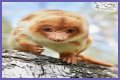 These 9 Adorable Animals Should Actually Terrify You