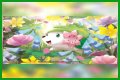 want shiny shaymin | Bulbagarden